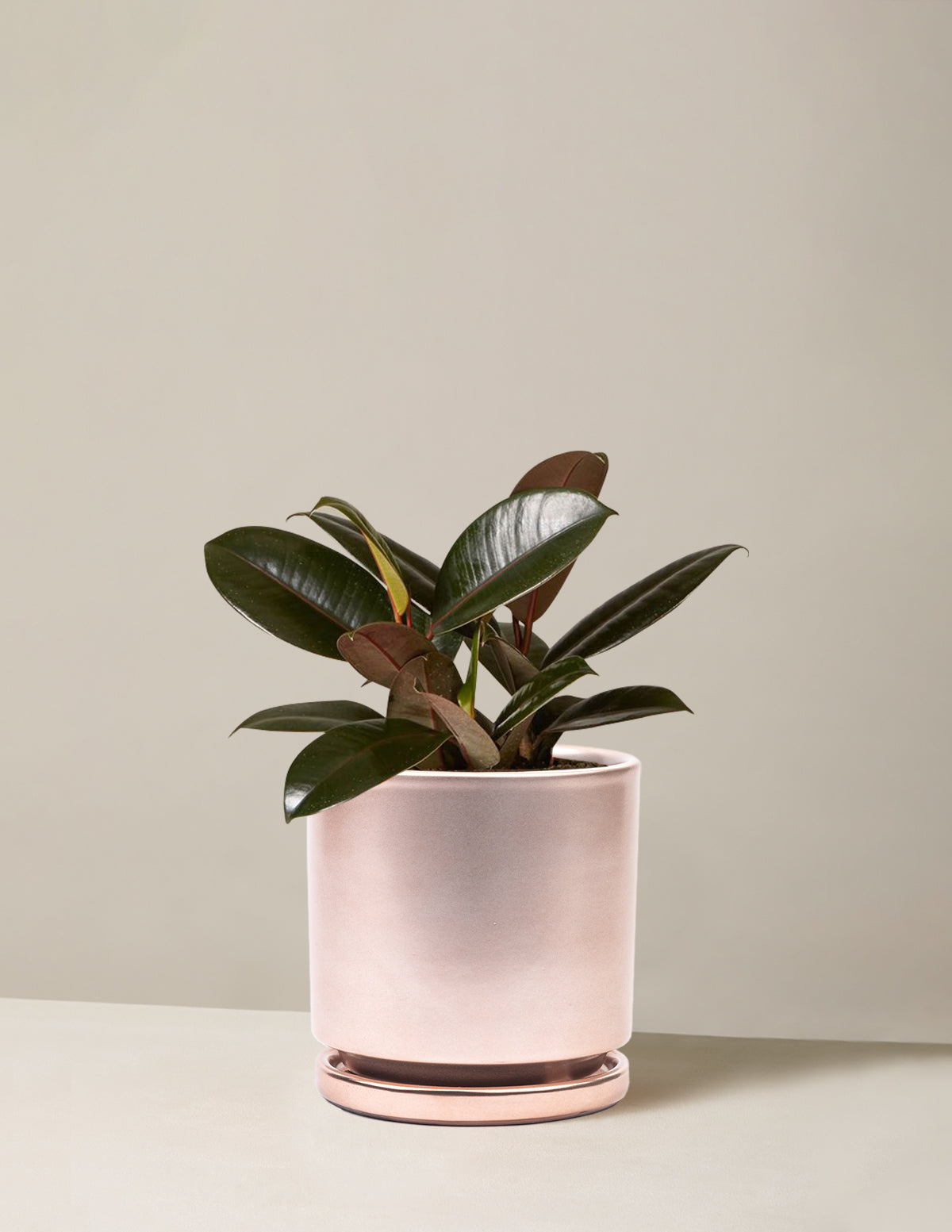 Ficus Burgundy Rubber Plant