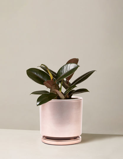 Ficus Burgundy Rubber Plant