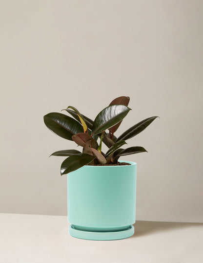 Ficus Burgundy Rubber Plant