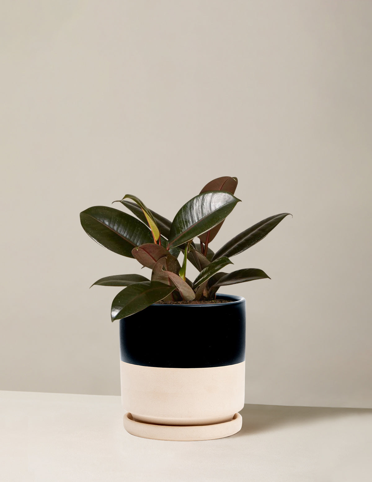 Ficus Burgundy Rubber Plant