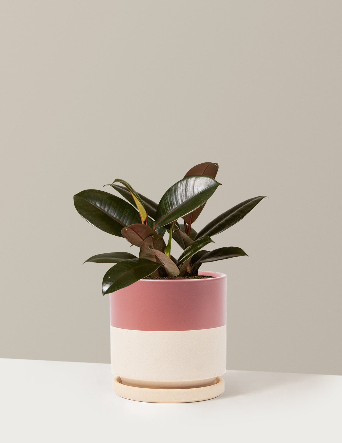 Ficus Burgundy Rubber Plant