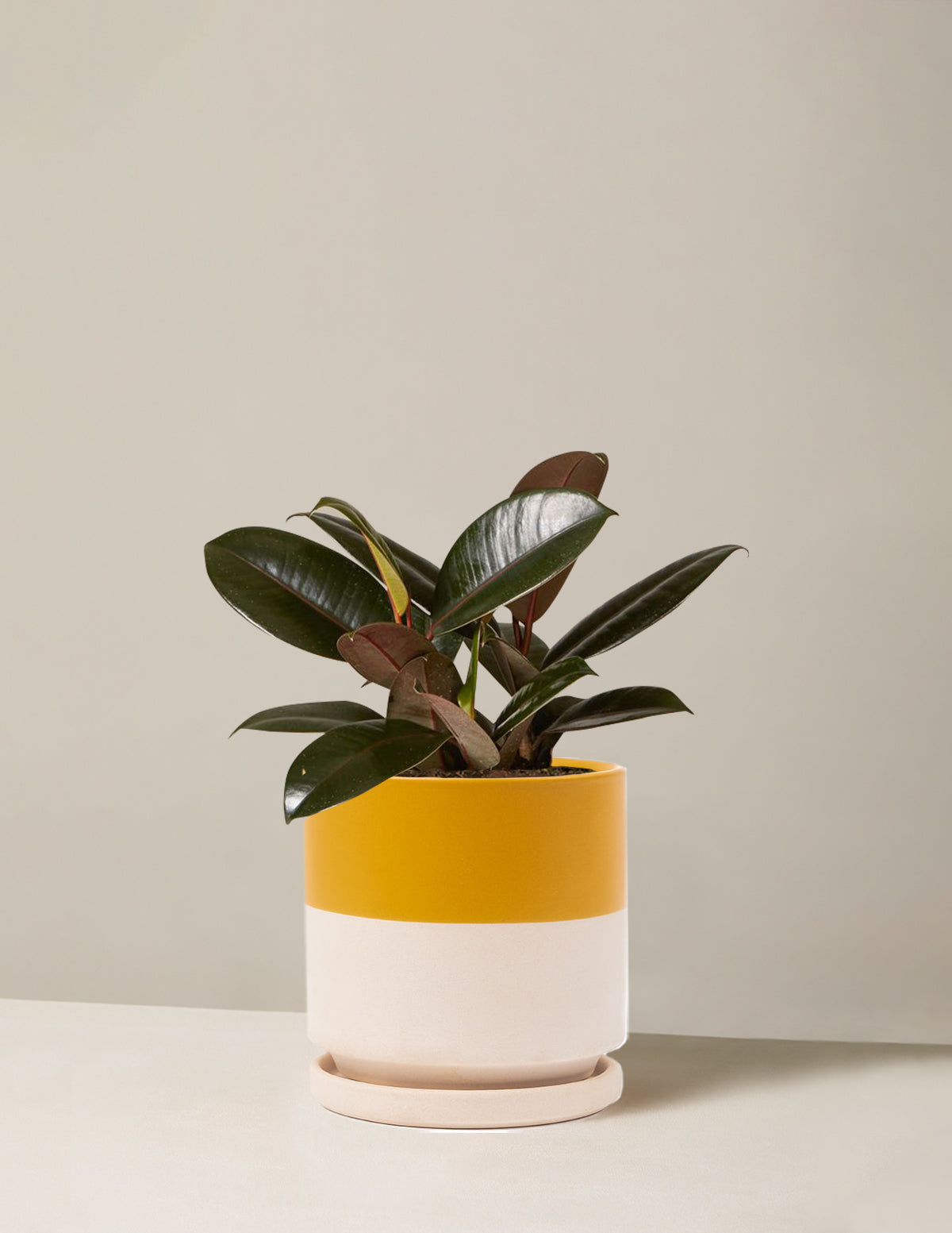 Ficus Burgundy Rubber Plant