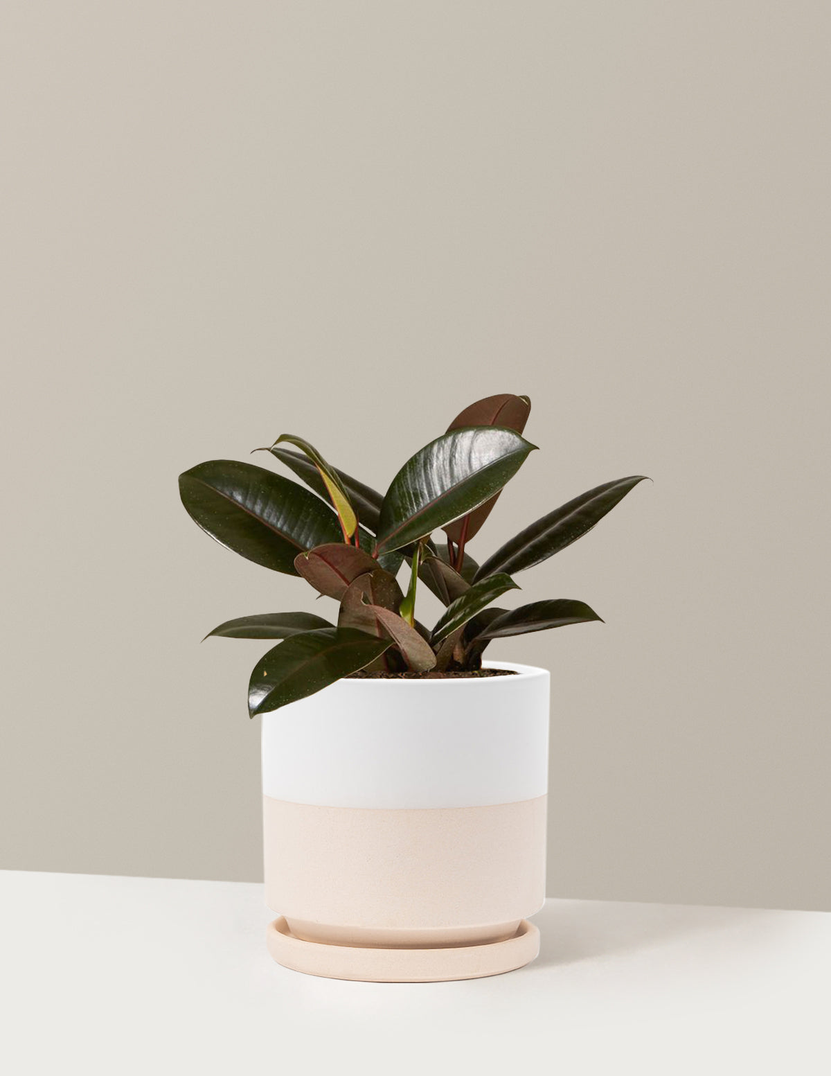 Ficus Burgundy Rubber Plant