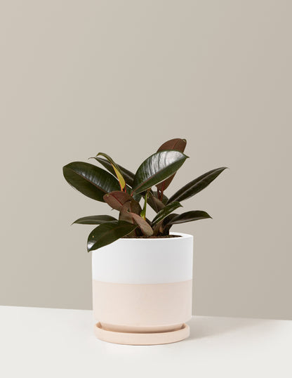 Ficus Burgundy Rubber Plant