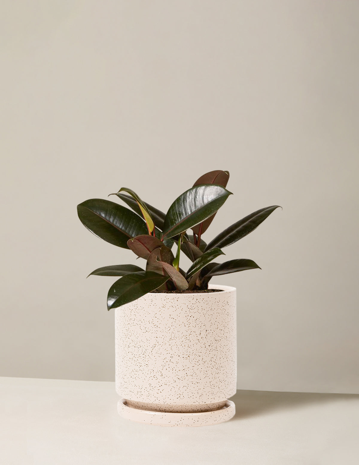 Ficus Burgundy Rubber Plant