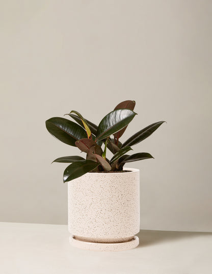 Ficus Burgundy Rubber Plant