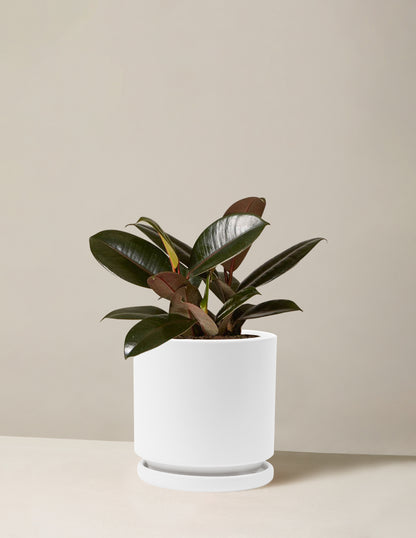 Ficus Burgundy Rubber Plant