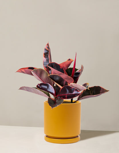 Ficus Ruby