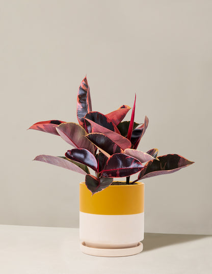 Ficus Ruby