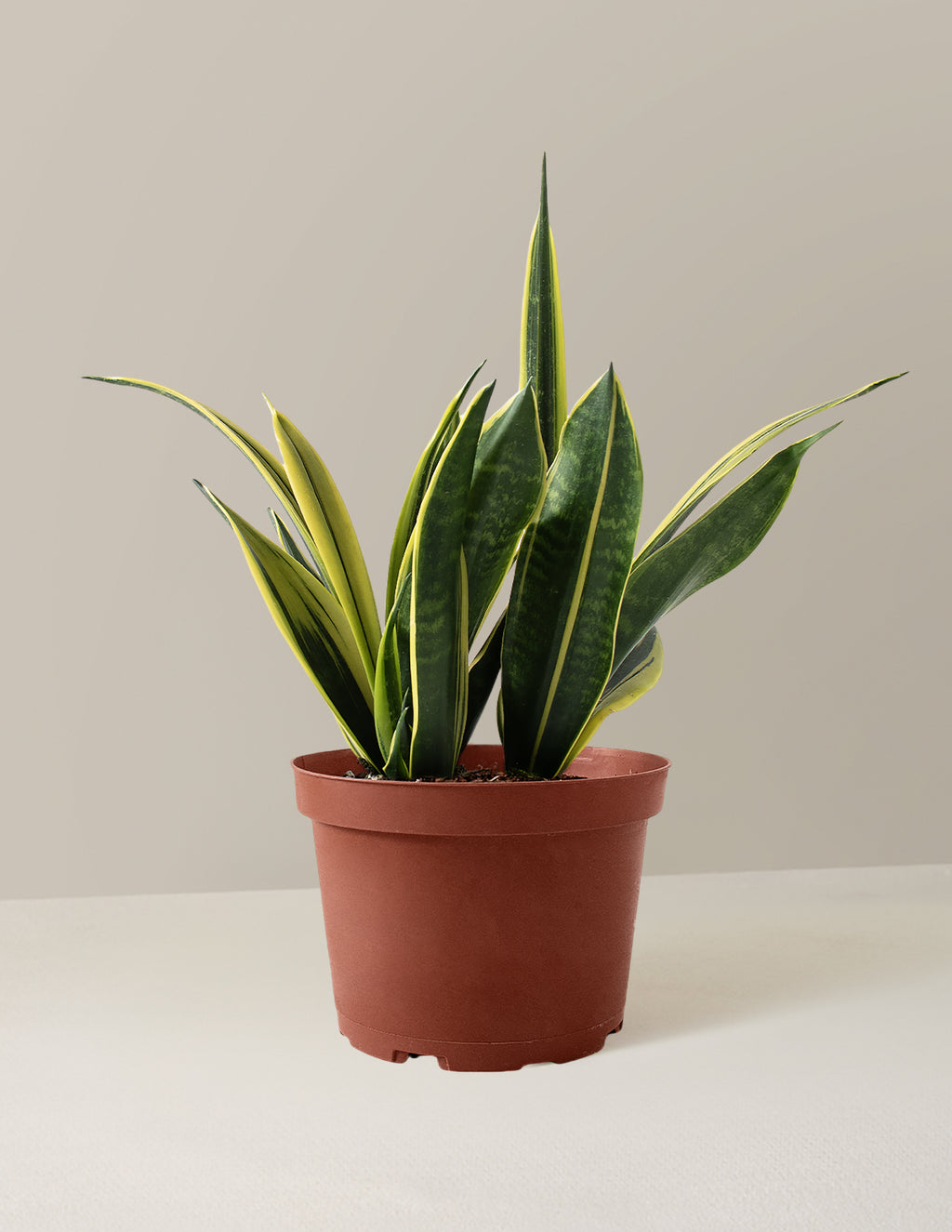 bundle | Medium | Grow Pot