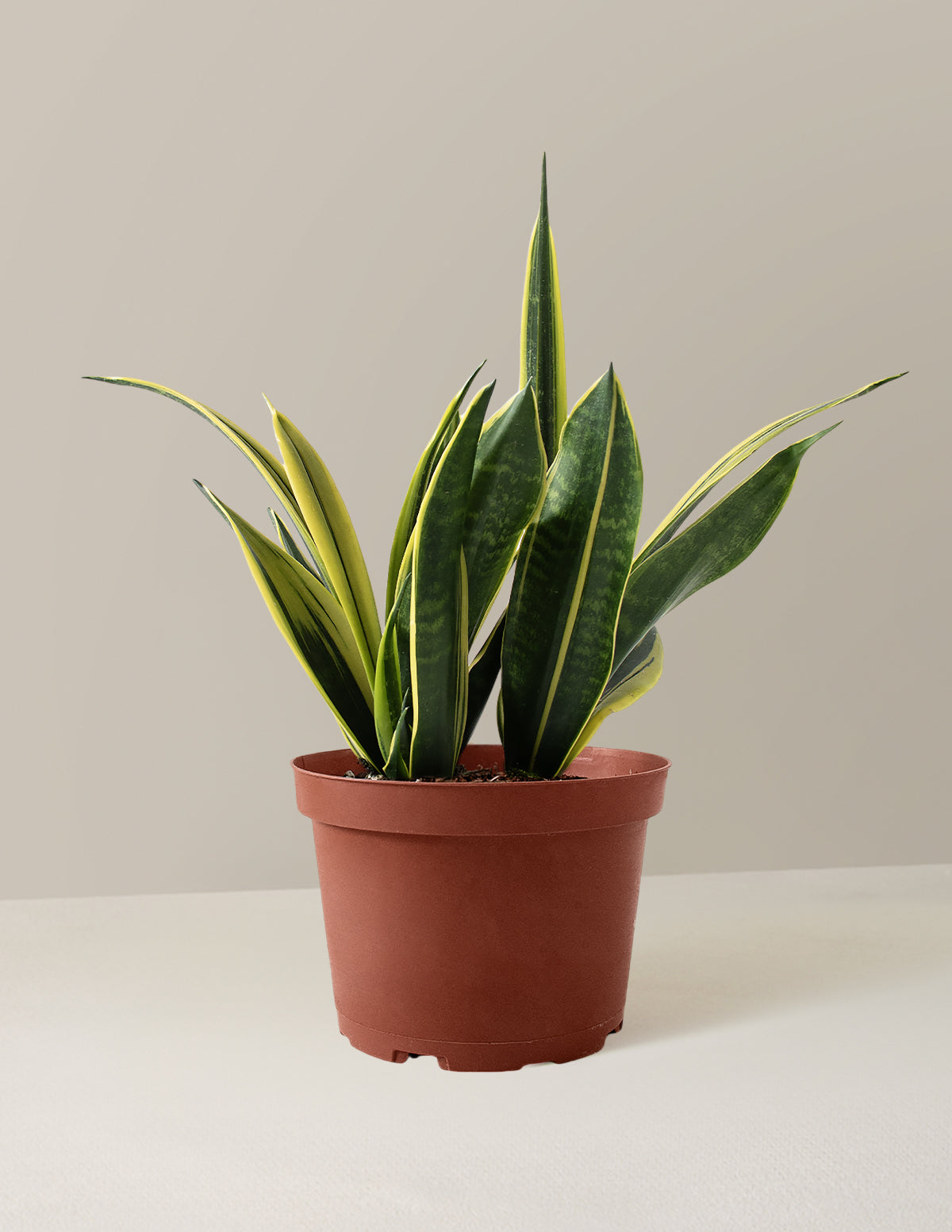 bundle | Medium | Grow Pot