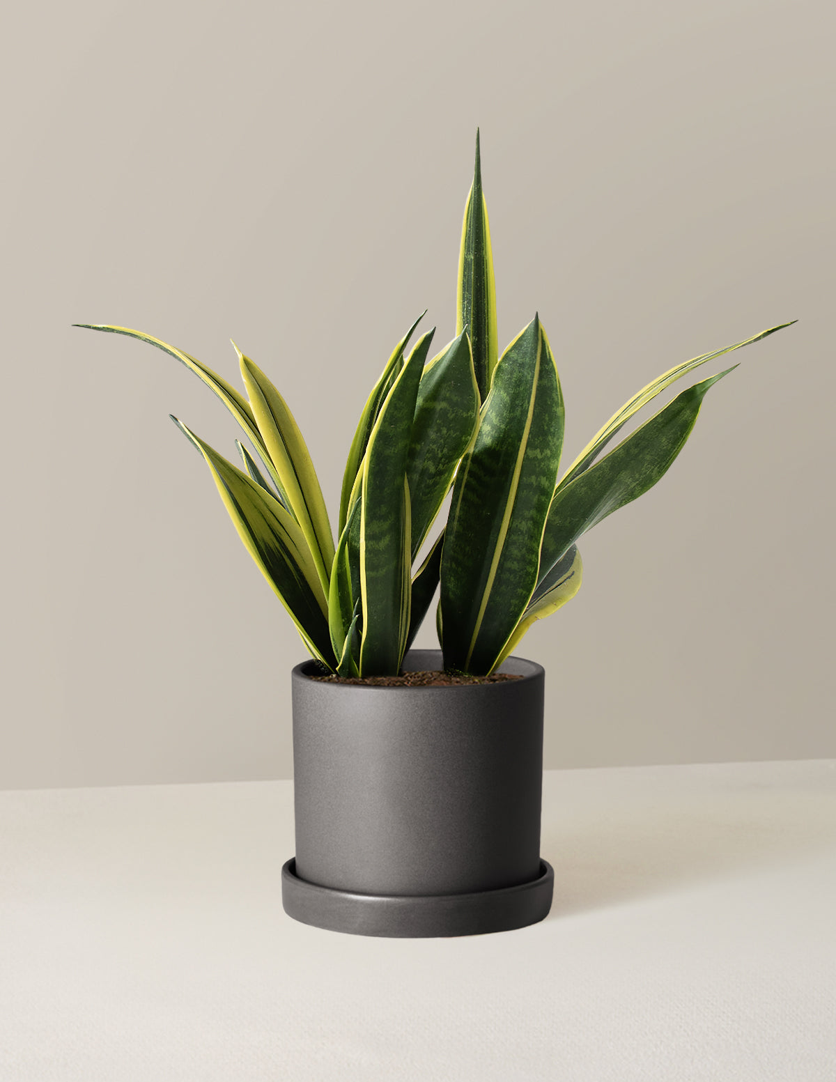 sansevieria black flame Snake Gold Flame
