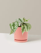 bundle | Medium | Isabella | Bubblegum
