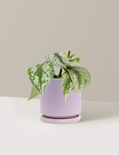 Satin Pothos