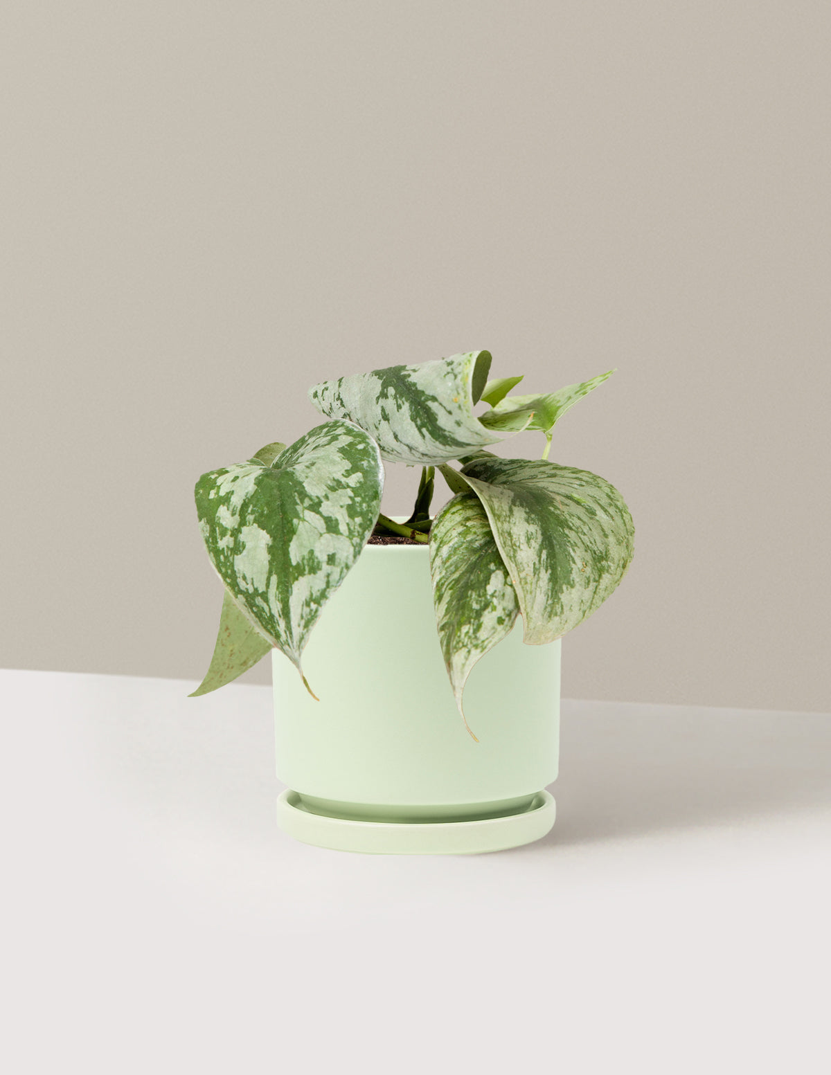 Satin Pothos