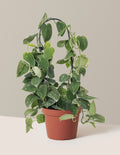 Scindapsus pictus Silver Cloud Hoop