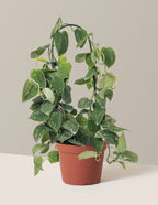 Scindapsus pictus Silver Cloud Hoop