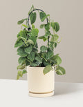 Scindapsus pictus Silver Cloud Hoop