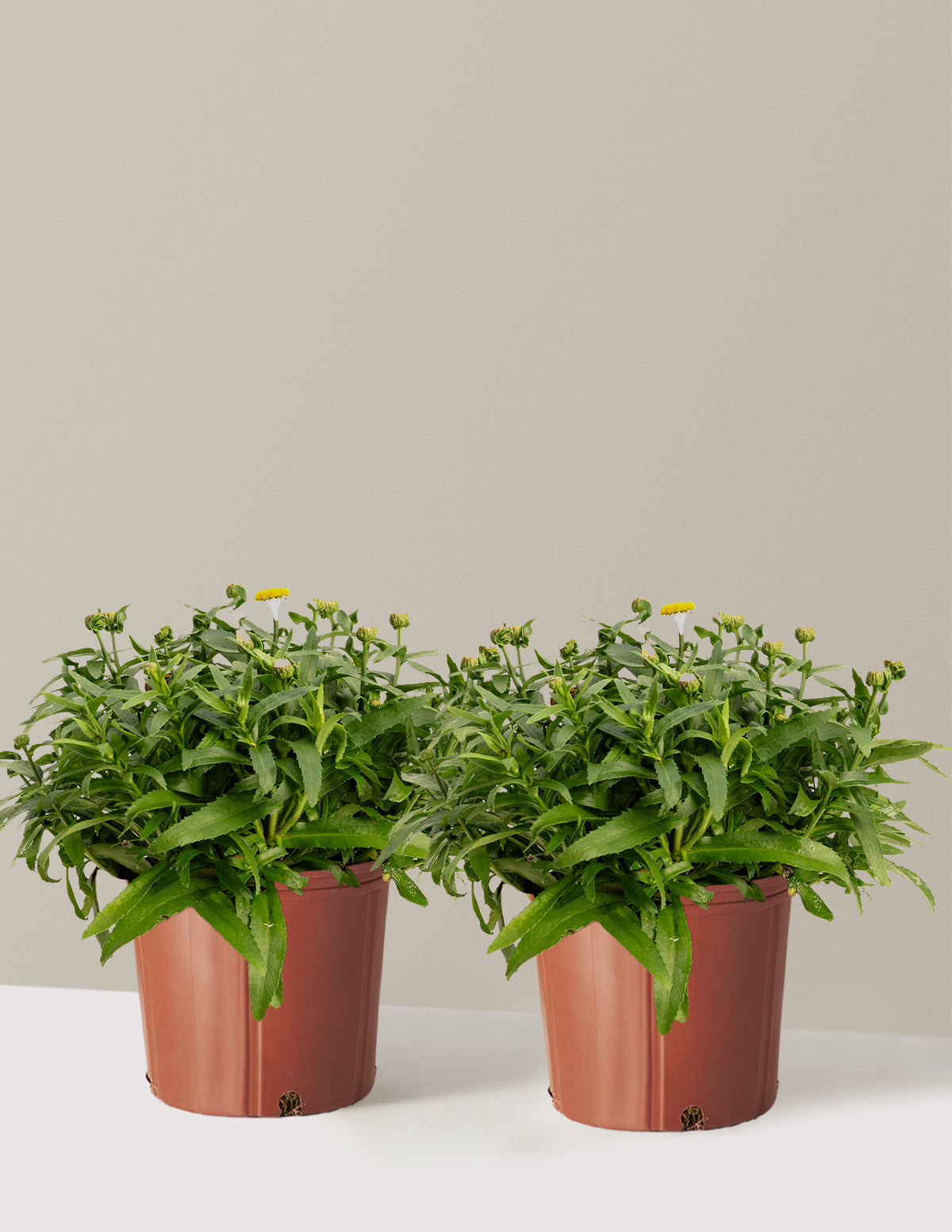 bundle | 1 Gallon - 2-Pack | Grow Pot