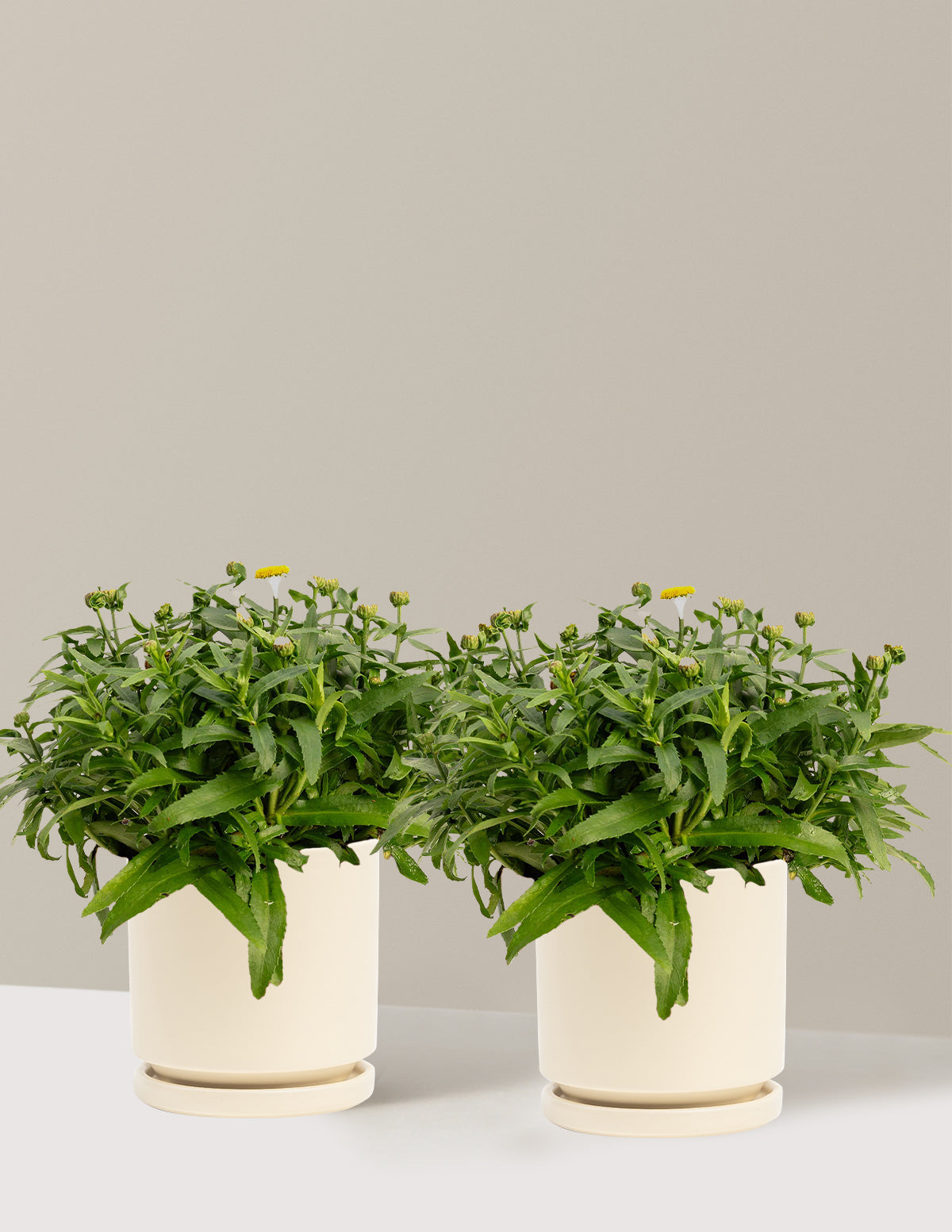 bundle | 1 Gallon - 2-Pack | Isabella | Almond