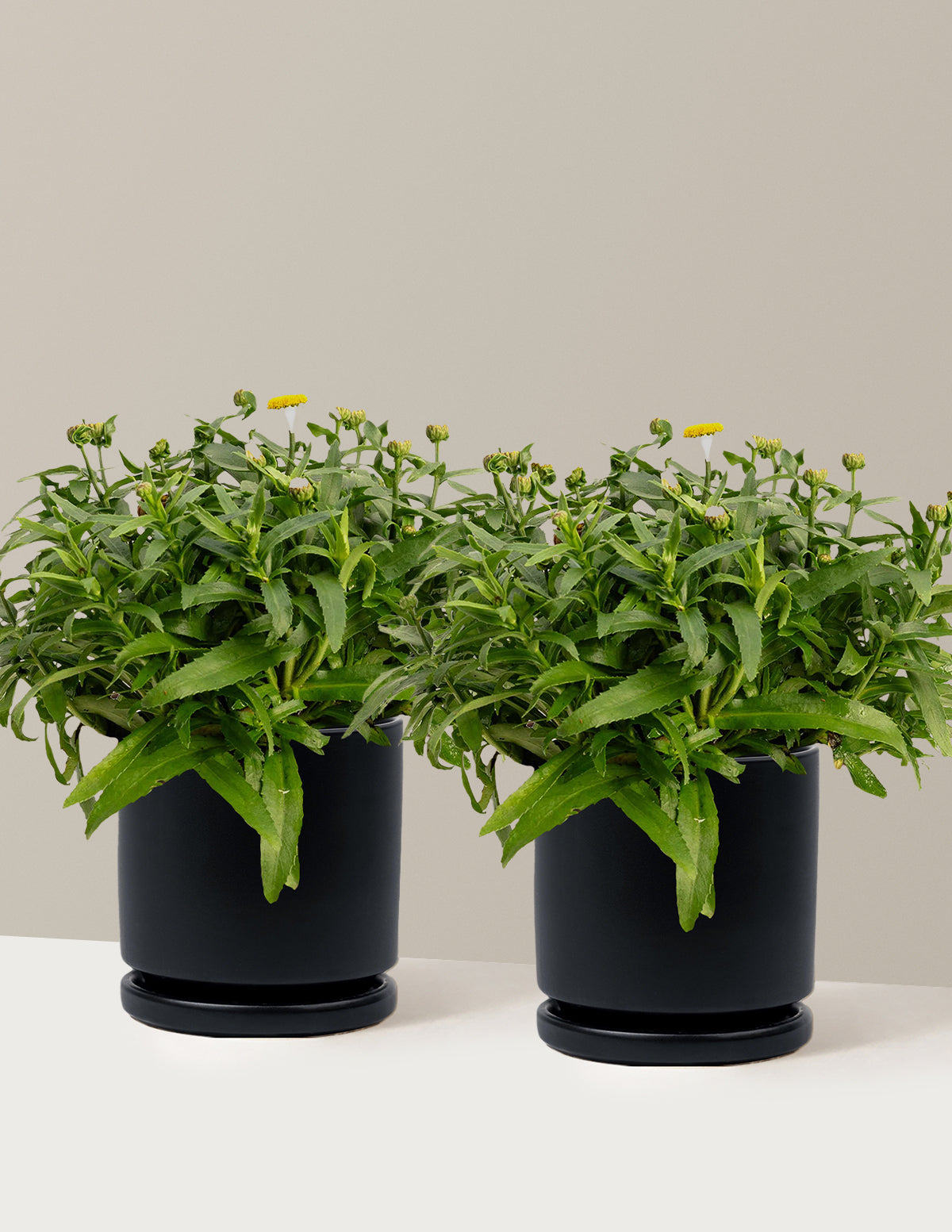 Shortstop™ Shasta Daisy