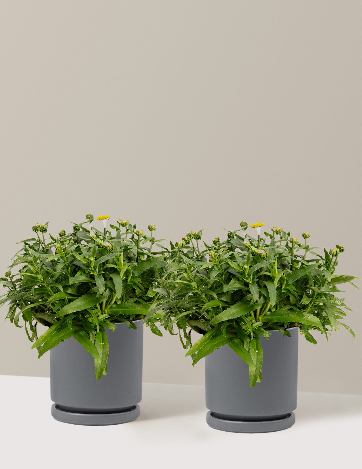 bundle | 1 Gallon - 2-Pack | Isabella | Granite