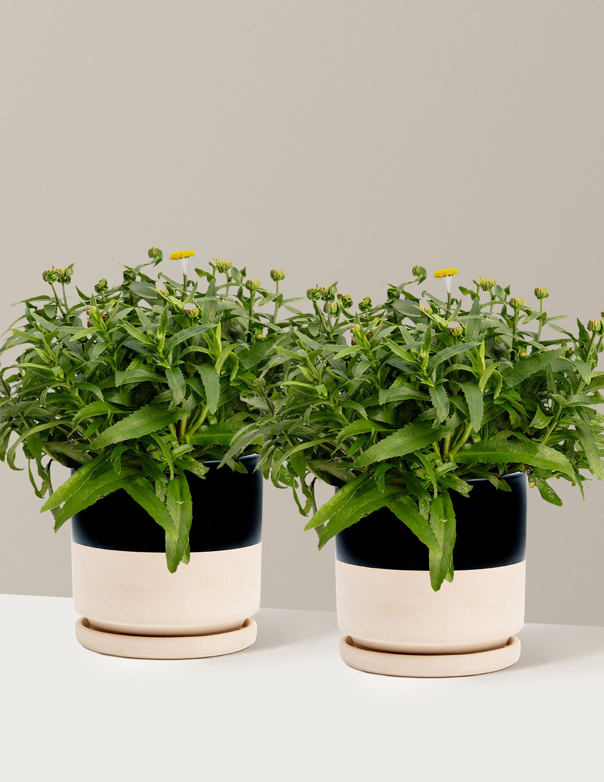 Shortstop™ Shasta Daisy