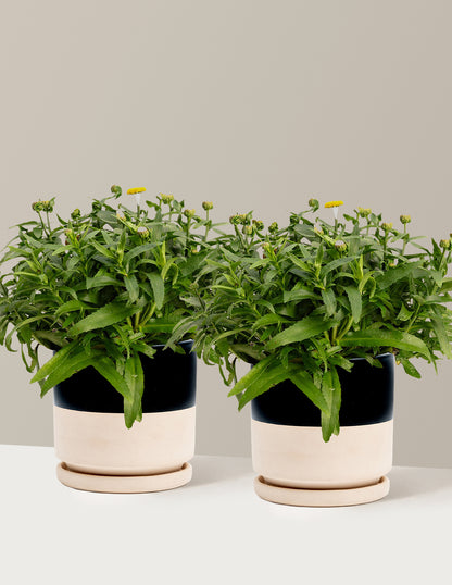 Shortstop™ Shasta Daisy