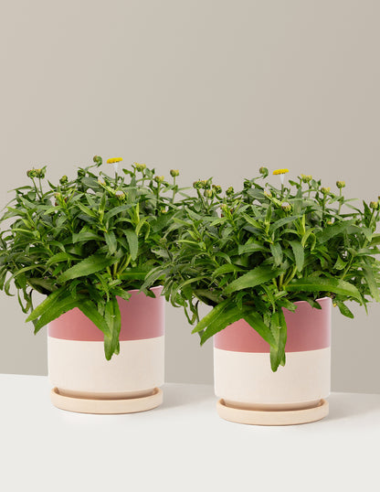 Shortstop™ Shasta Daisy