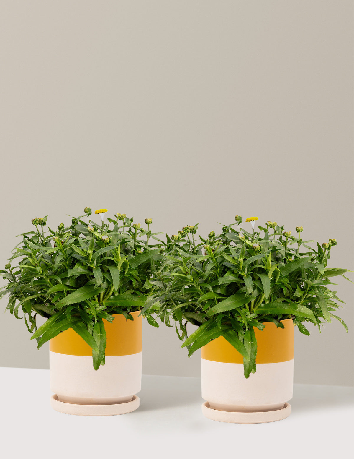 bundle | 1 Gallon - 2-Pack | Isabella | Top Half Mustard