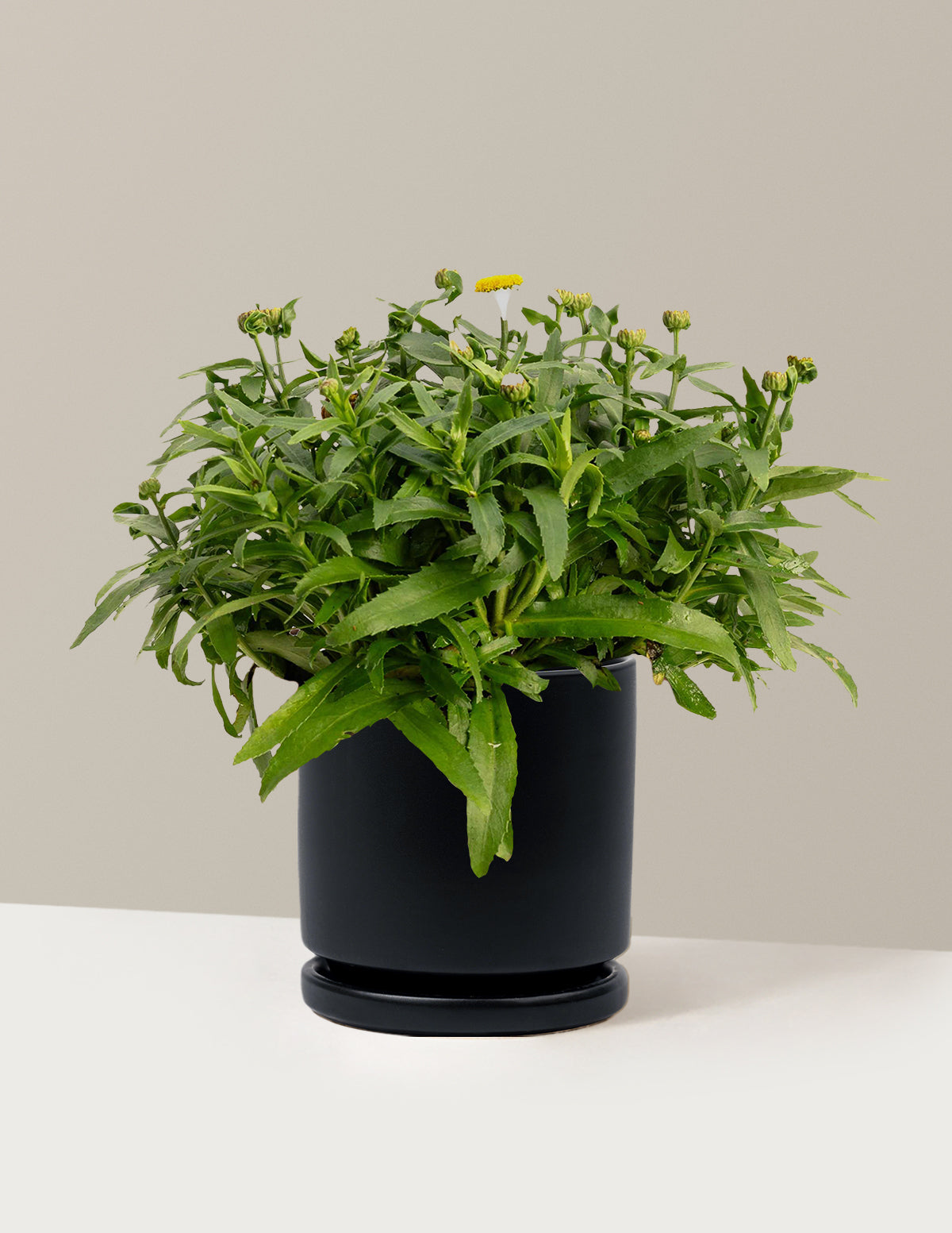 Shortstop™ Shasta Daisy