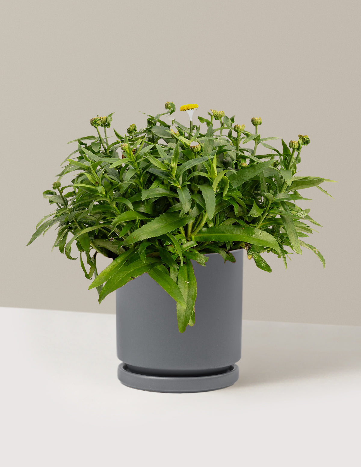 bundle | 1 Gallon | Isabella | Granite