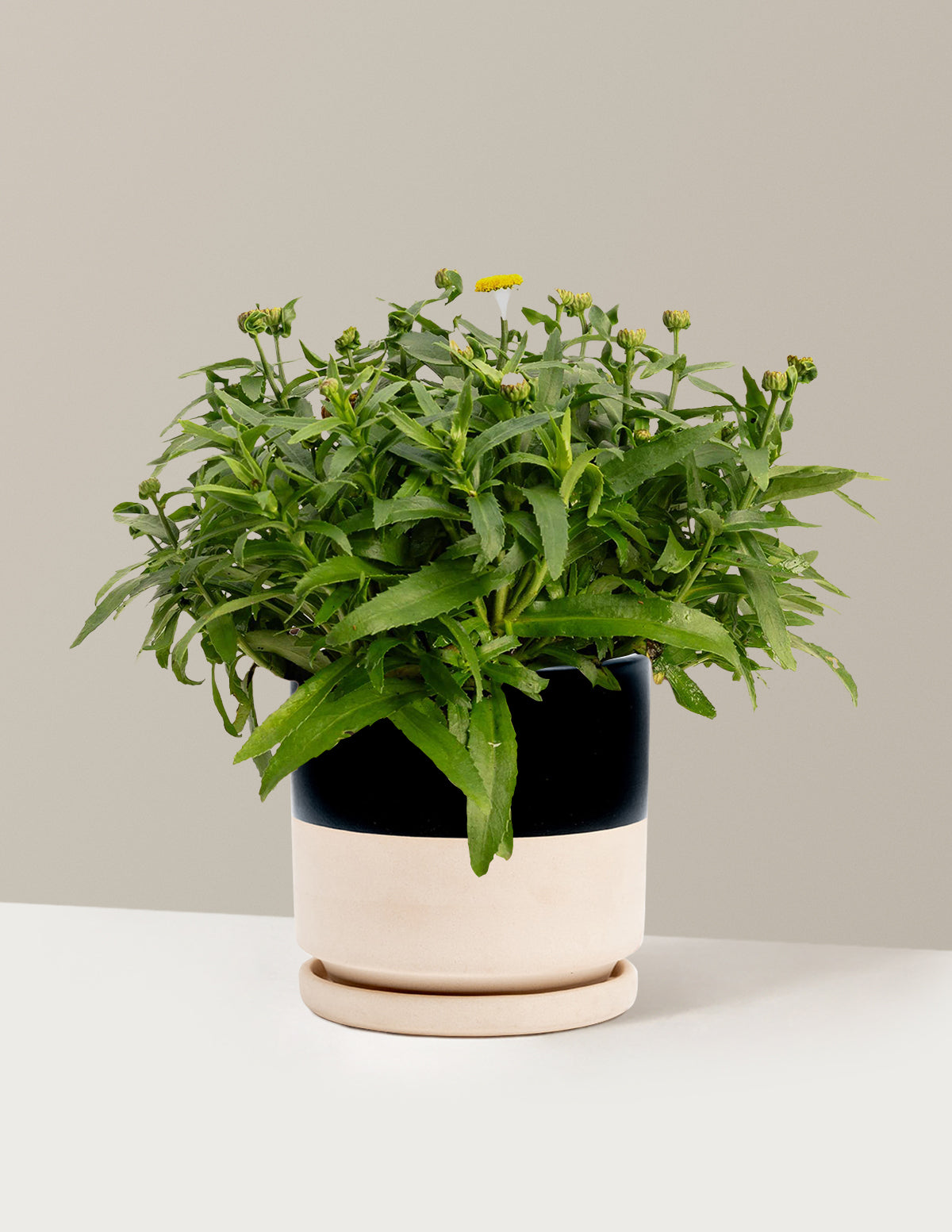 Shortstop™ Shasta Daisy