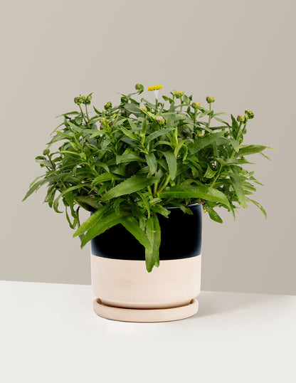 Shortstop™ Shasta Daisy