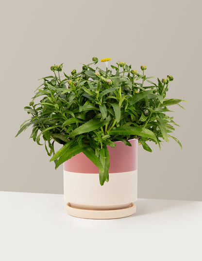 Shortstop™ Shasta Daisy