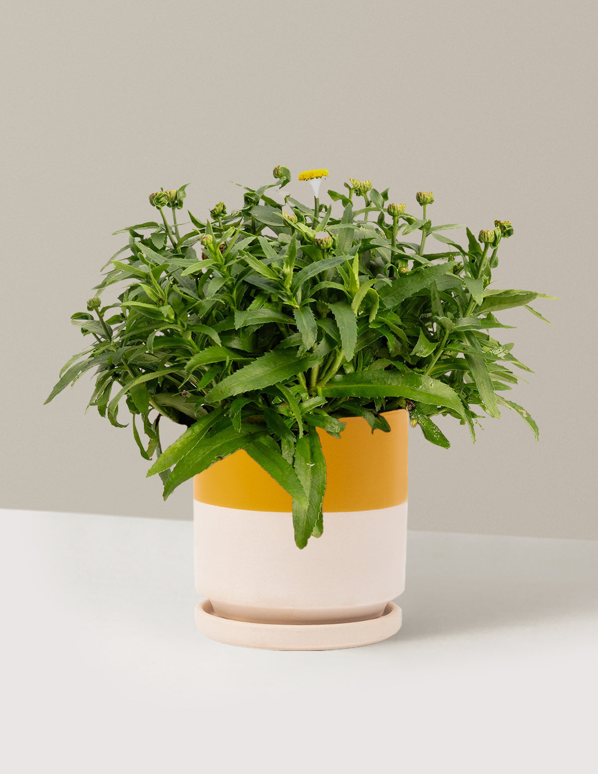 bundle | 1 Gallon | Isabella | Top Half Mustard