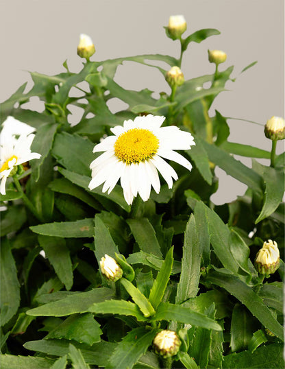 Shortstop™ Shasta Daisy