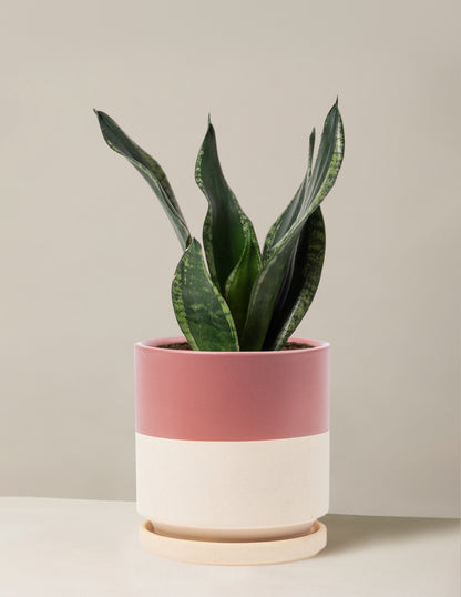 Snake Plant Silver Flame