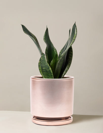 Snake Plant Silver Flame