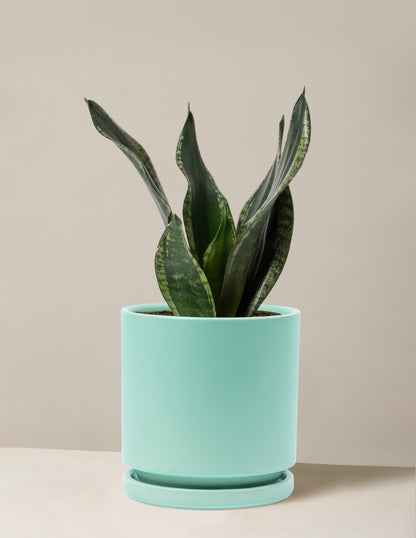 Snake Plant Silver Flame