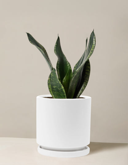 Snake Plant Silver Flame
