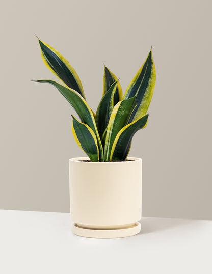 Snake Plant Black Gold