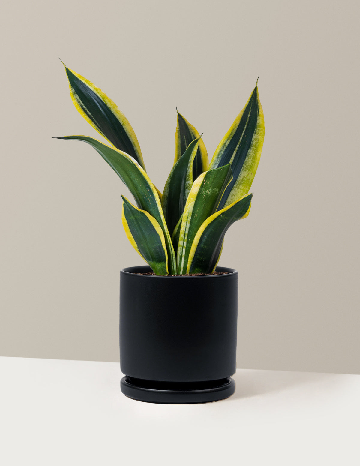 Snake Plant Black Gold