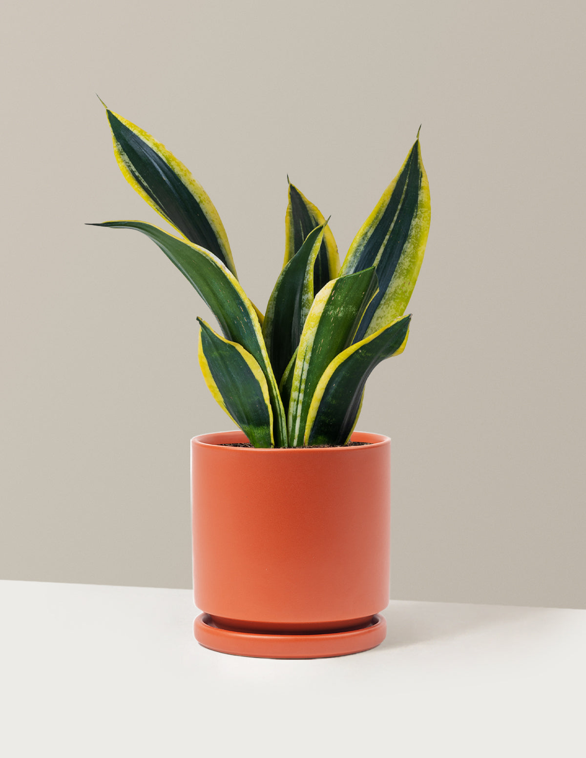 Snake Plant Black Gold