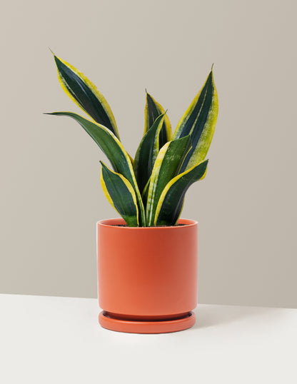 Snake Plant Black Gold