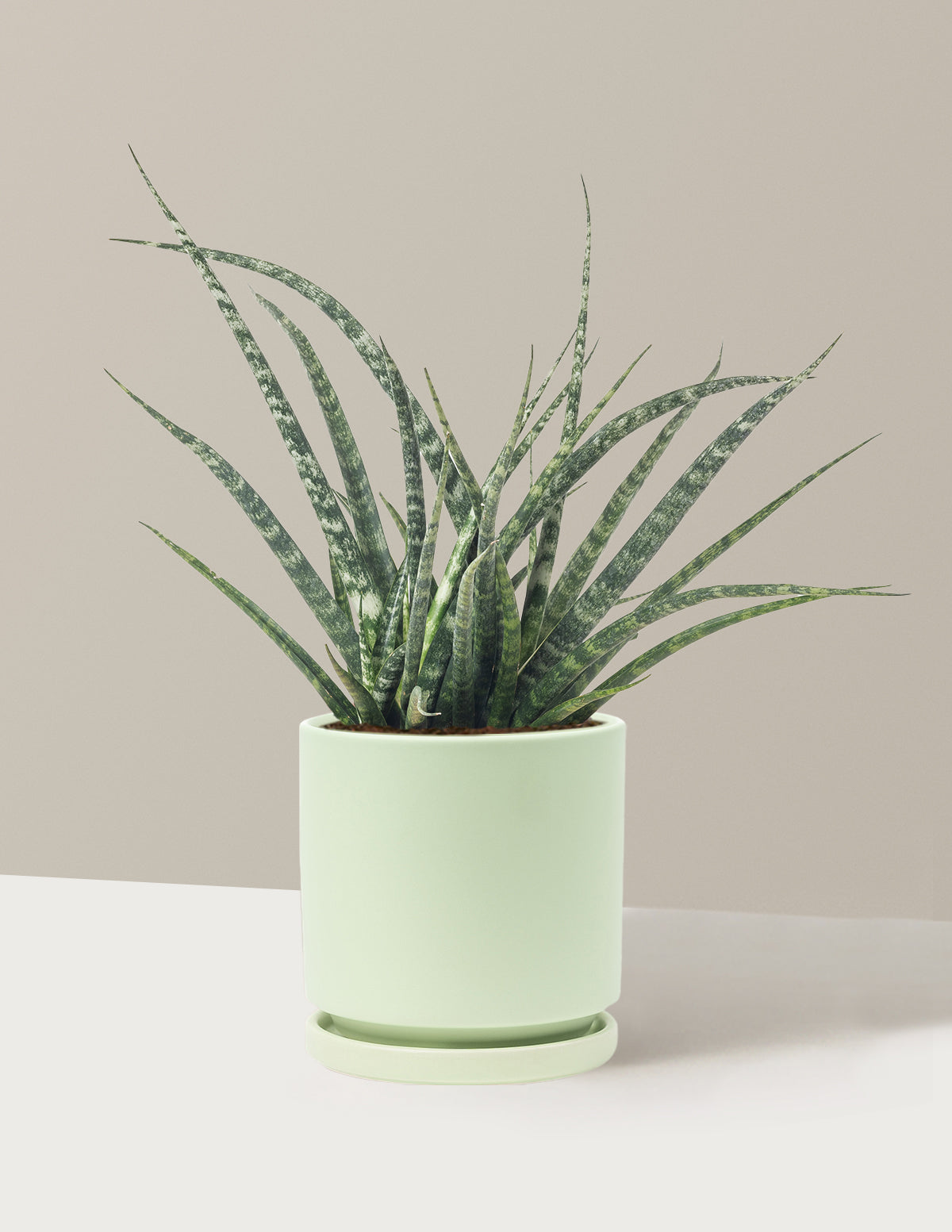 Sansevieria Fernwood