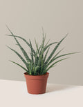 Sansevieria Fernwood