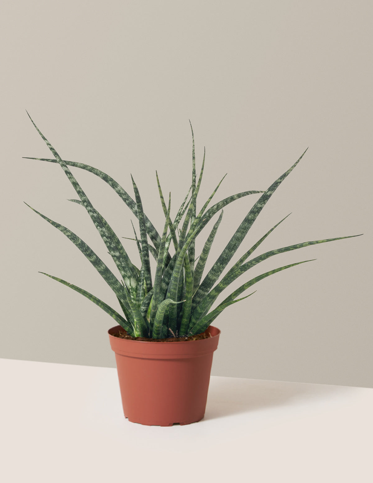 Sansevieria Fernwood