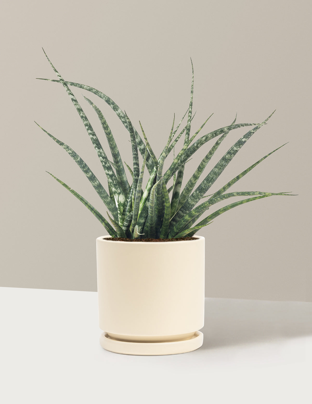 Sansevieria Fernwood