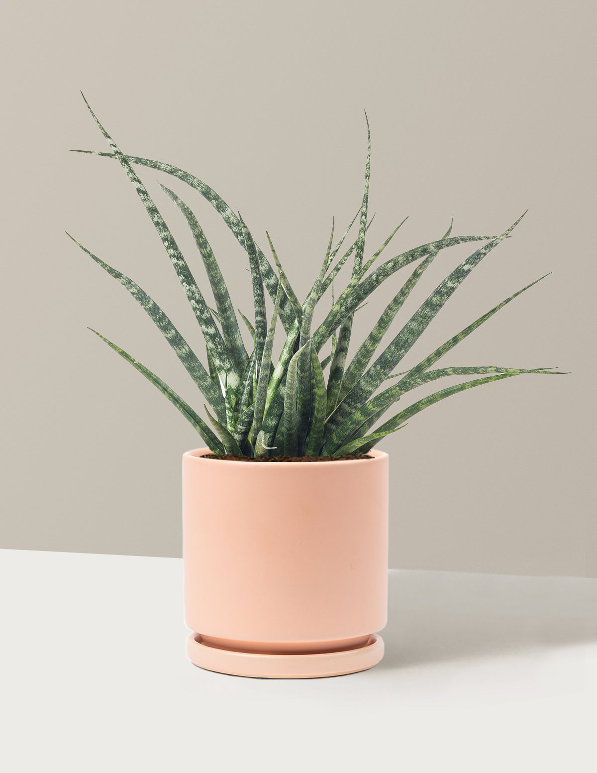 Sansevieria Fernwood